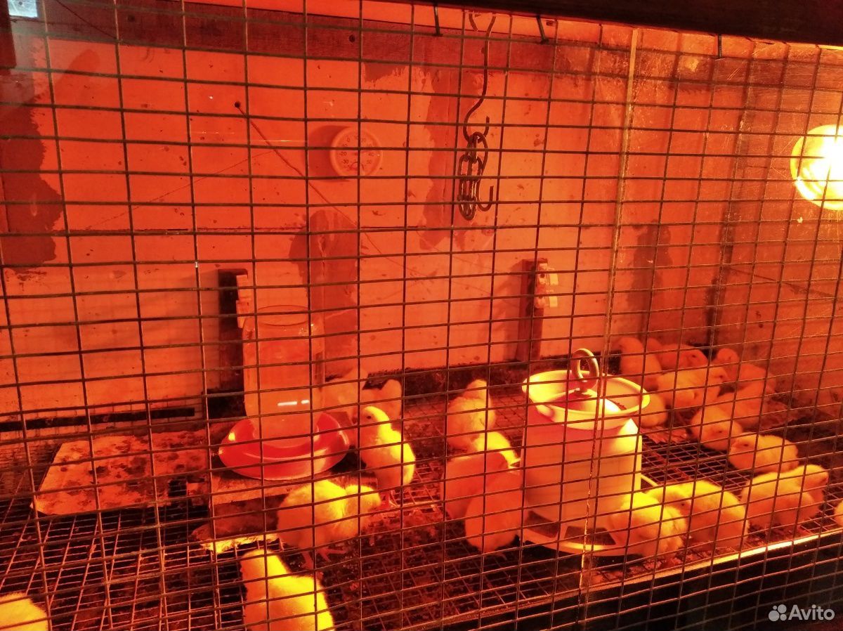 Мясо цыплят бройлеров яйца Бартер купить на Зозу.ру - фотография № 4