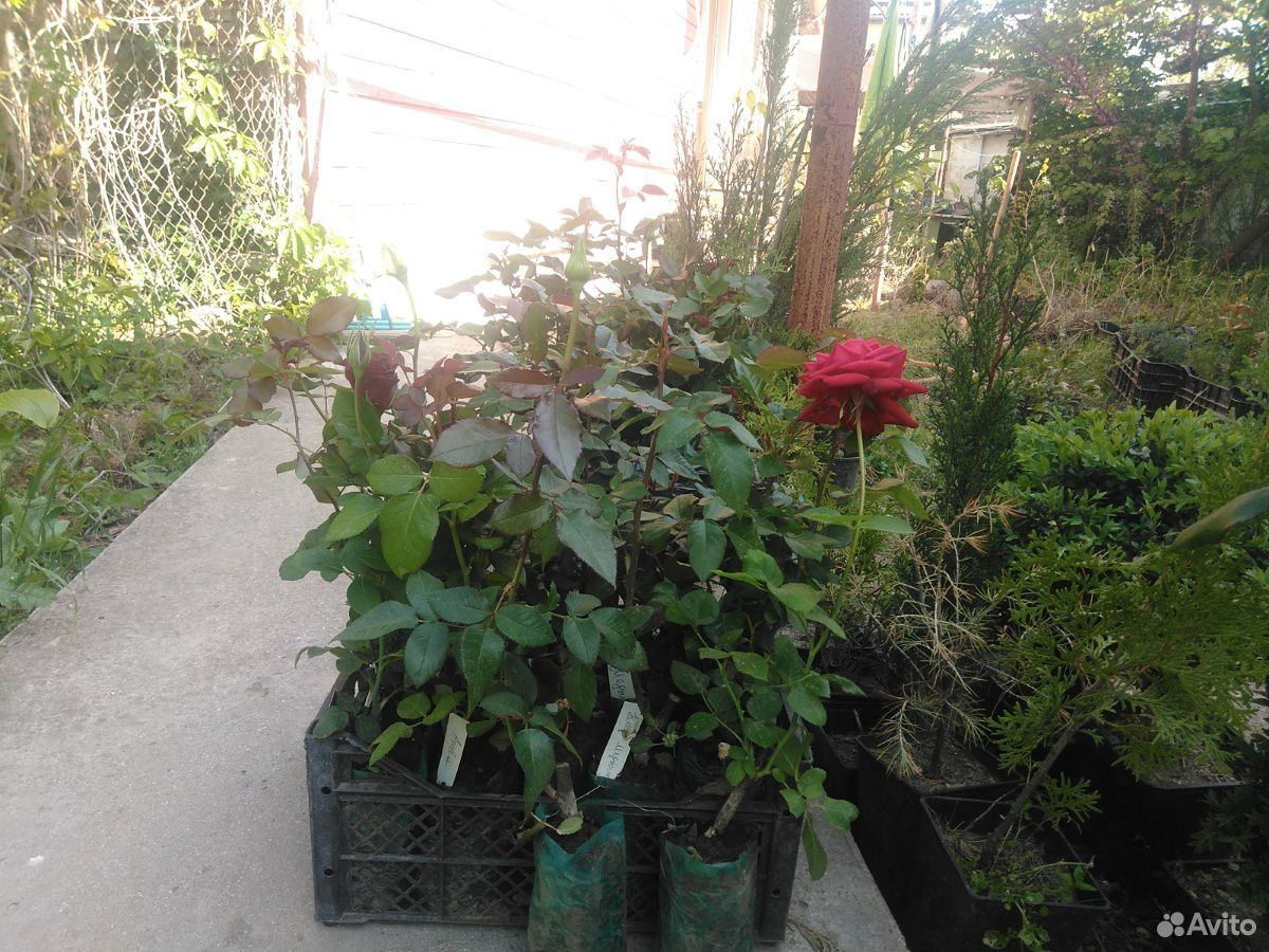 Розы штамбовые, клематис, кедр купить на Зозу.ру - фотография № 3