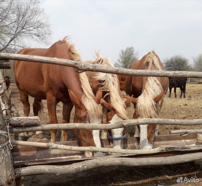 Лошади и коровы Колмыцкой породы купить на Зозу.ру - фотография № 3