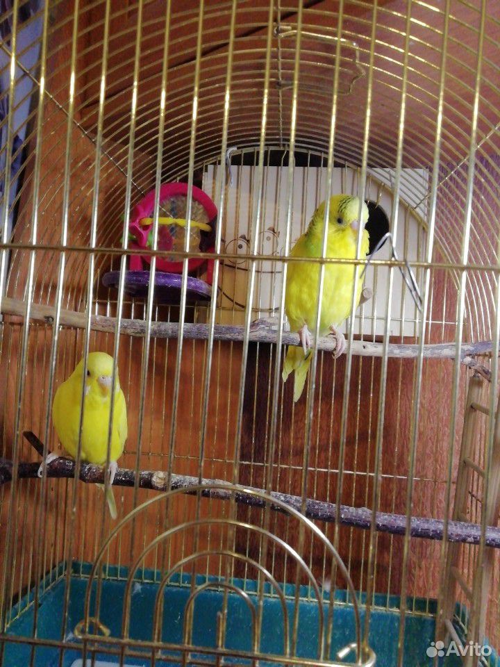 Волнистые попугаи+клетка купить на Зозу.ру - фотография № 1