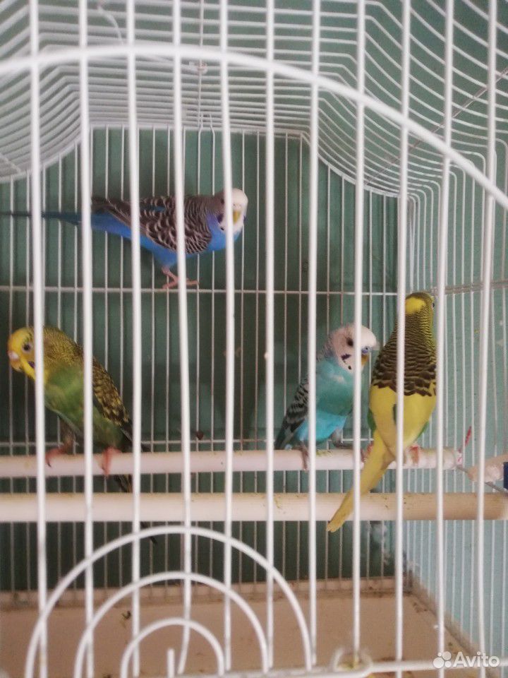2 пары попугаев мж купить на Зозу.ру - фотография № 1