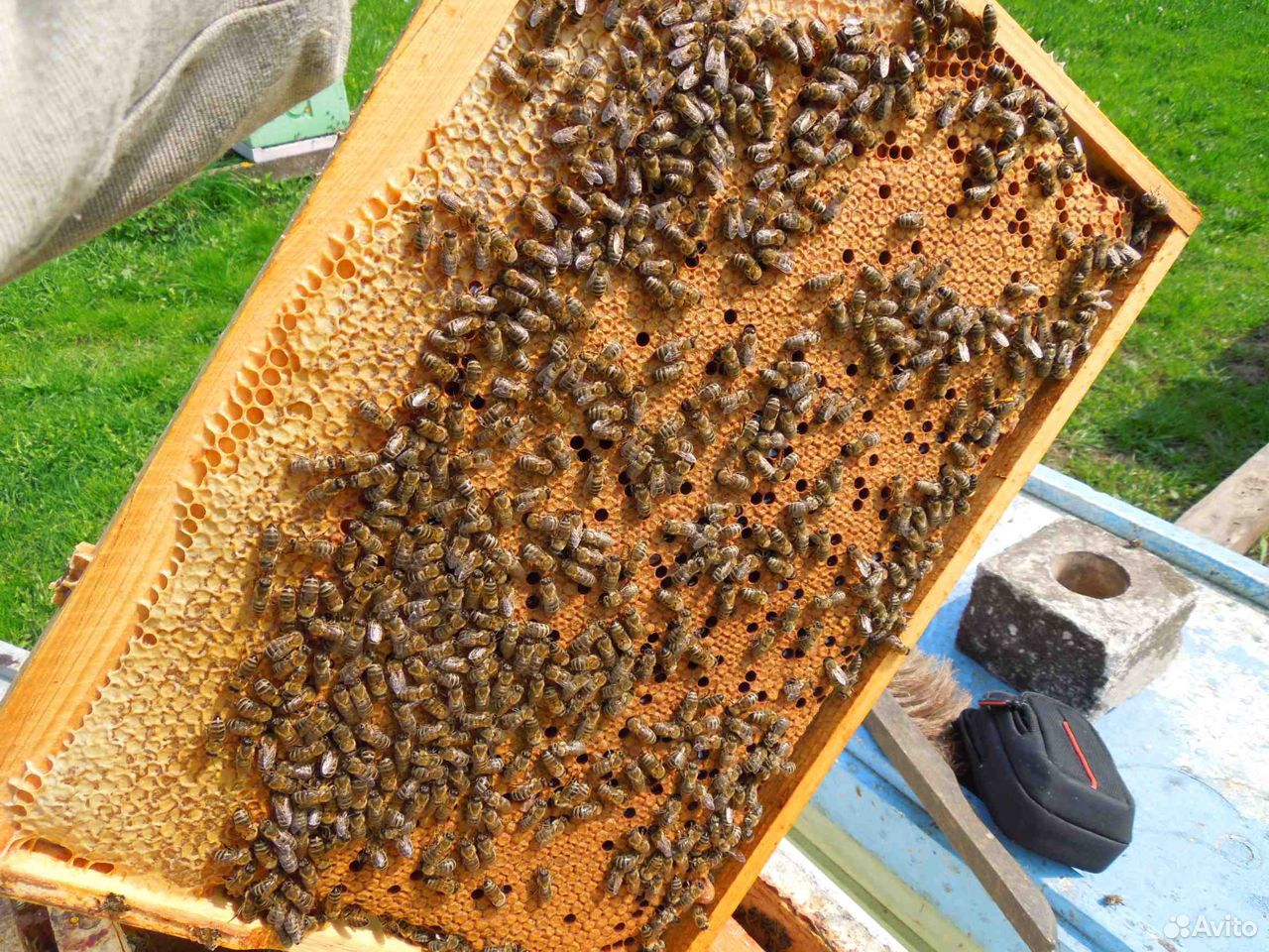 Пчела пакеты купить на Зозу.ру - фотография № 1