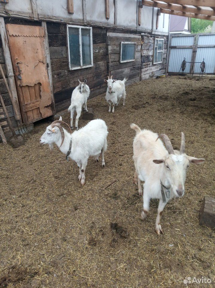 Стадо молочных коз купить на Зозу.ру - фотография № 2