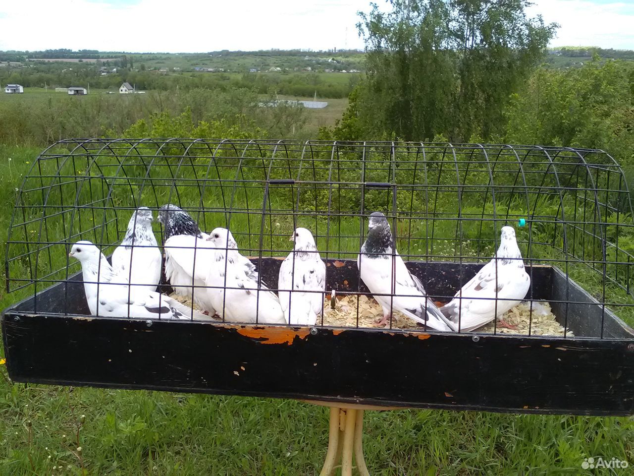 Продаются голуби купить на Зозу.ру - фотография № 1