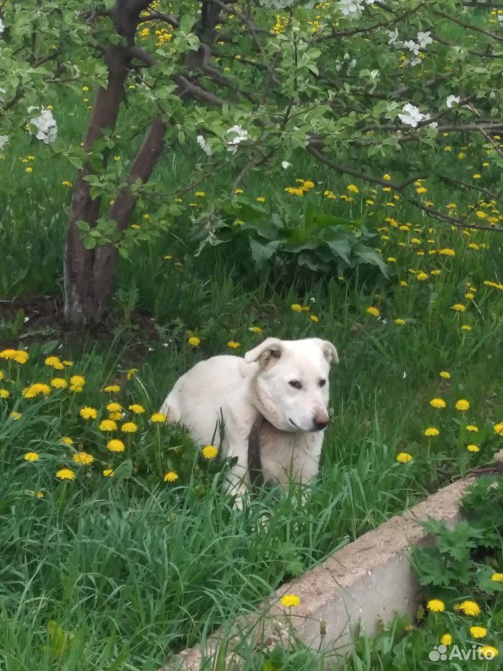 Собака Белка, около года купить на Зозу.ру - фотография № 6
