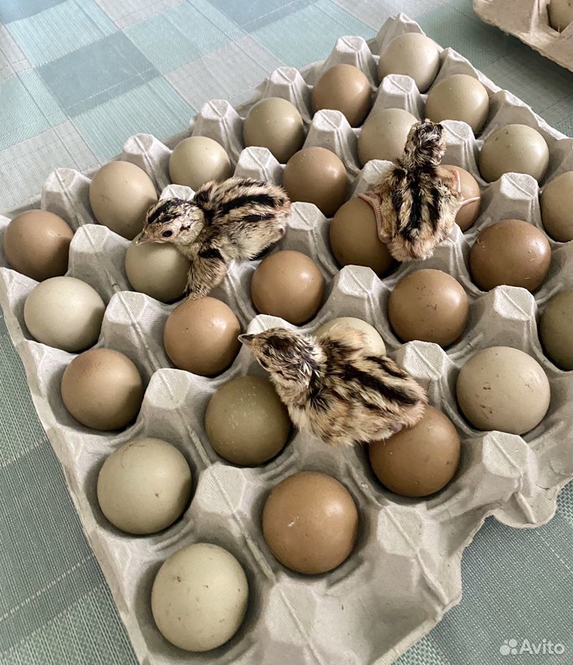 Инкубационное яйцо фазана купить