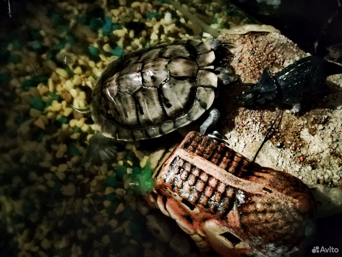 Аквариум +черепаха купить на Зозу.ру - фотография № 2