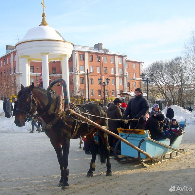Племенная лошадь купить на Зозу.ру - фотография № 8