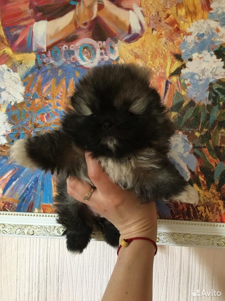 Собака пекинес Девочка 2 месяца купить на Зозу.ру - фотография № 3