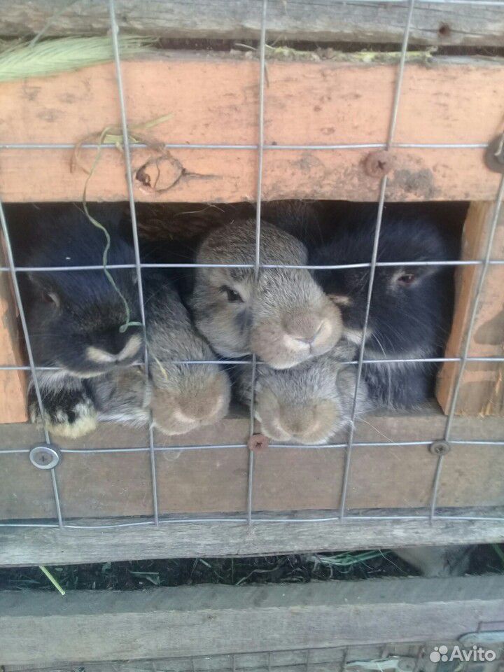 Кролики малышы купить на Зозу.ру - фотография № 4