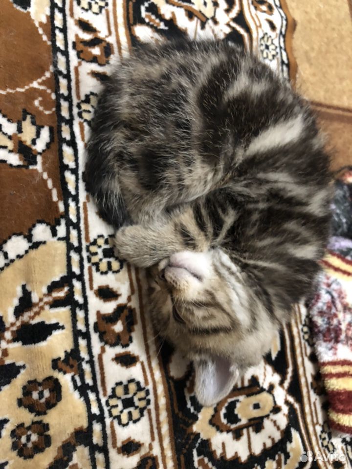 Шотландский котик окрас (мрамор) купить на Зозу.ру - фотография № 3