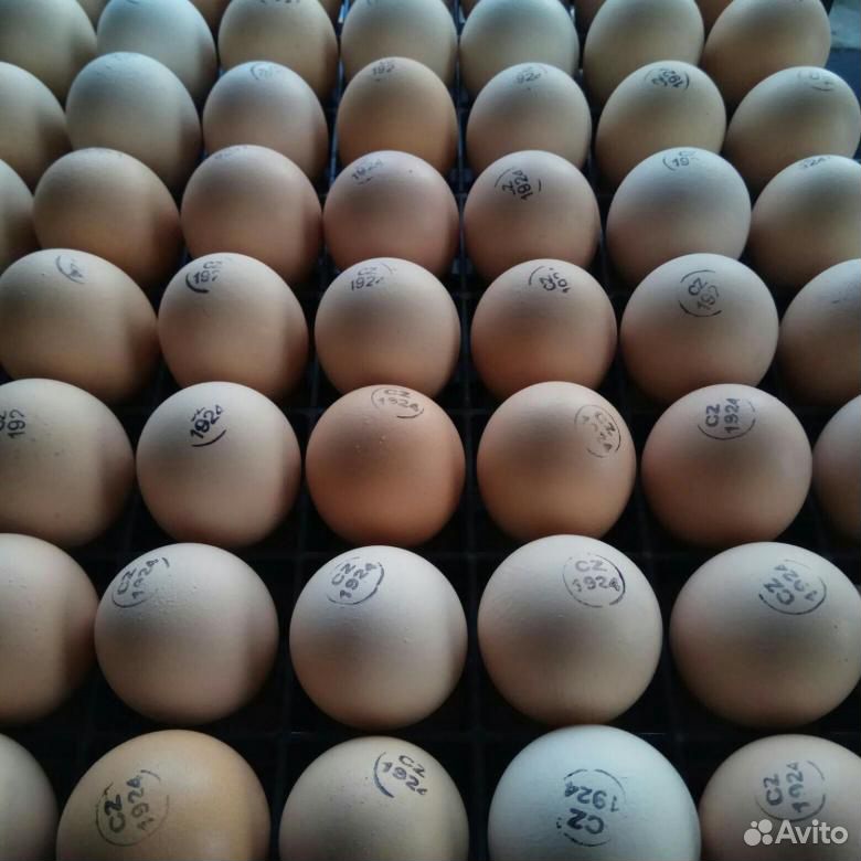 Инкубационное яйцо Kobb 500 бройлер Чехия купить на Зозу.ру - фотография № 1