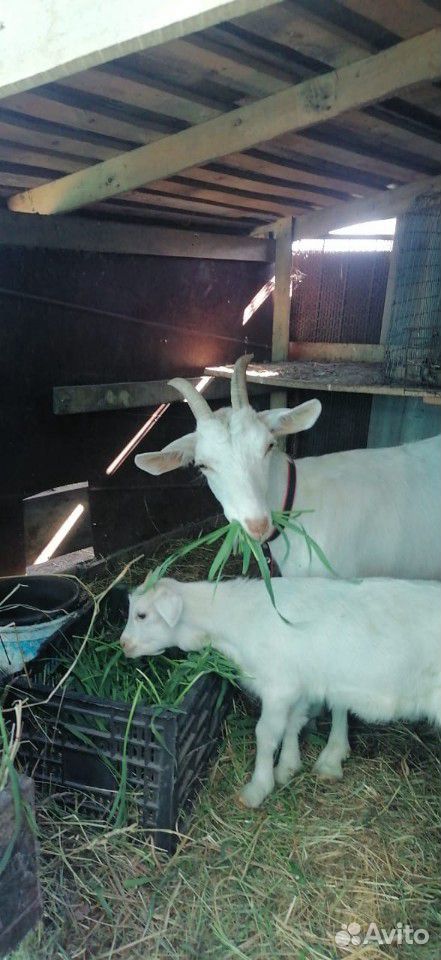 Продам козу первокотку молока даёт больше трёх лит купить на Зозу.ру - фотография № 1