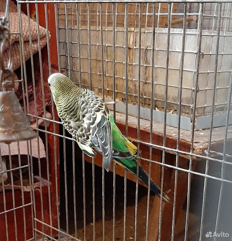 Волнистый попугай купить на Зозу.ру - фотография № 2