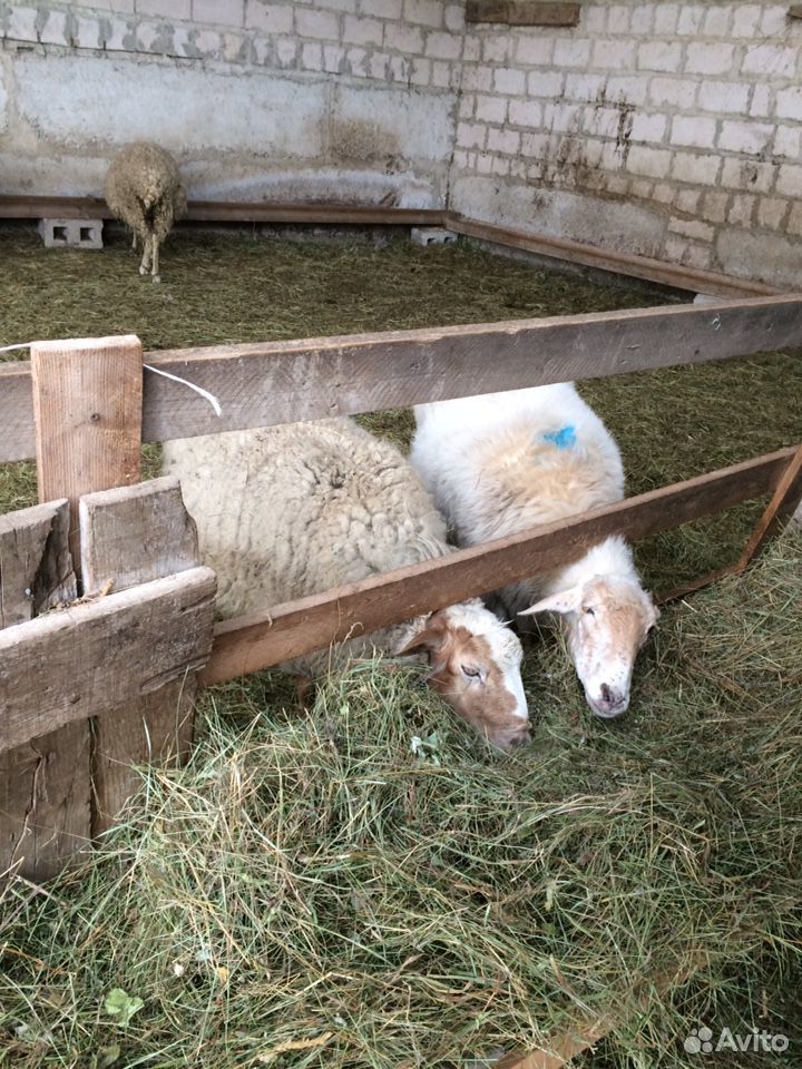 Котные овцы купить на Зозу.ру - фотография № 2