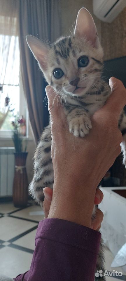 Продам бенгальские котят купить на Зозу.ру - фотография № 6