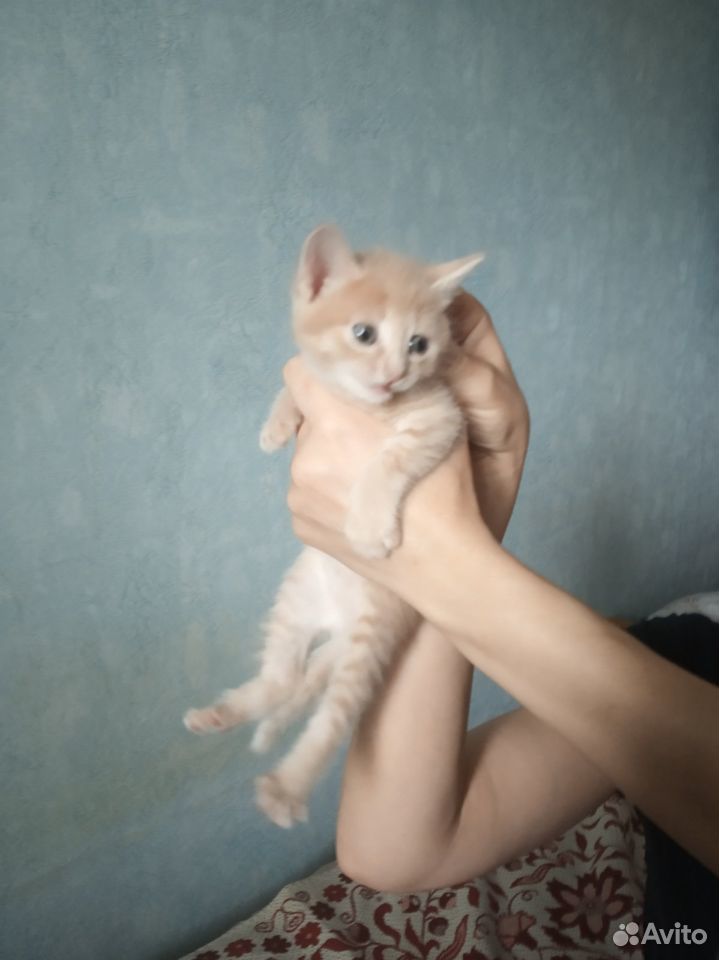Котята 1.5 месяца купить на Зозу.ру - фотография № 2