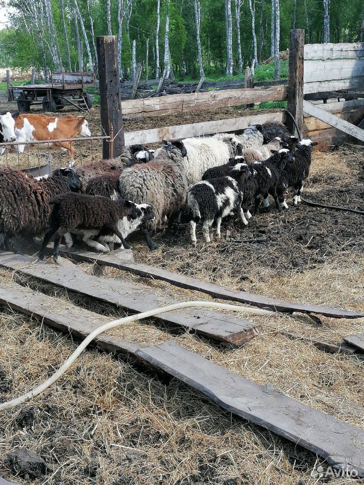 Баран, овцы, ягнята купить на Зозу.ру - фотография № 3