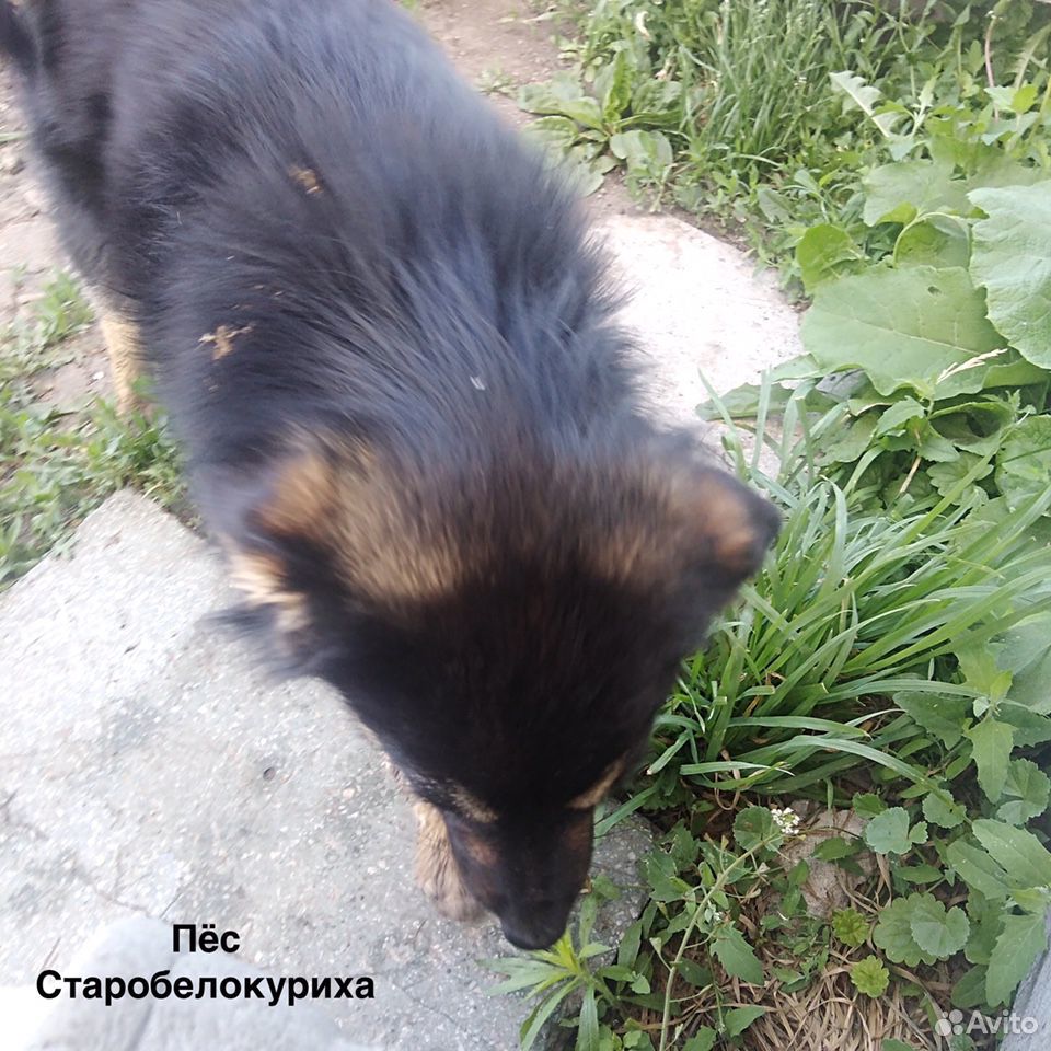 Хороший пёс звоночек (собака) купить на Зозу.ру - фотография № 3