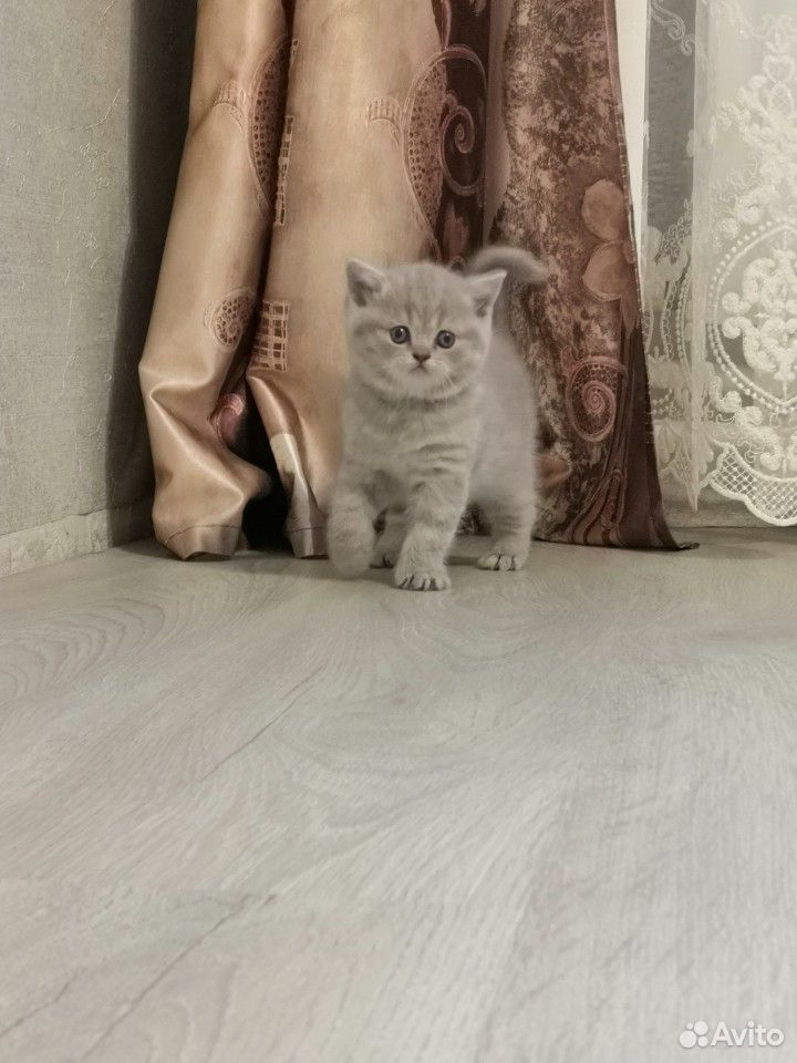 Британские котята, в хорошие руки купить на Зозу.ру - фотография № 2