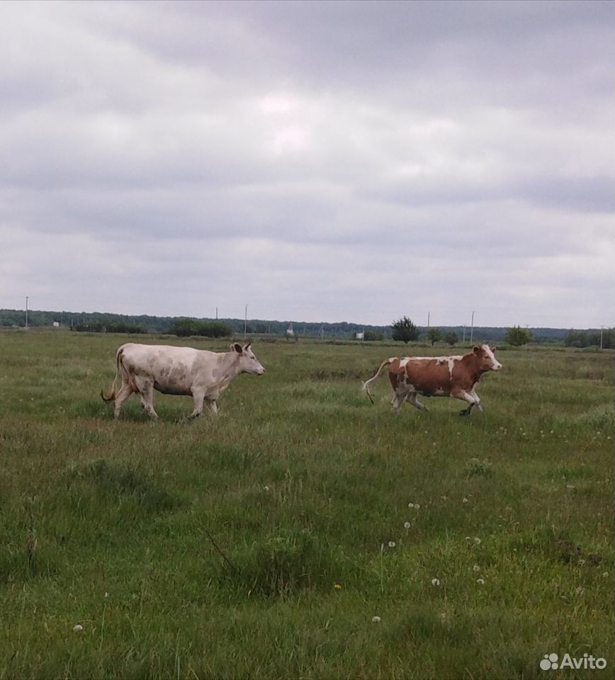 Продаются 3 коровы 1 тёлка купить на Зозу.ру - фотография № 1