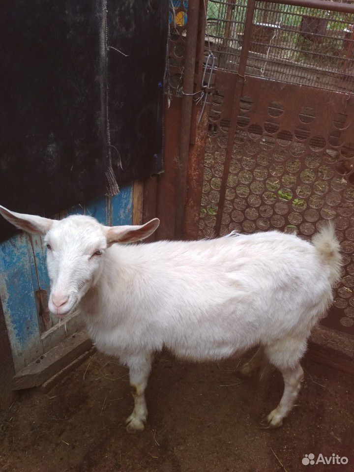 Продаются две 1.5 годовалые козы.Все вопросы по те купить на Зозу.ру - фотография № 4