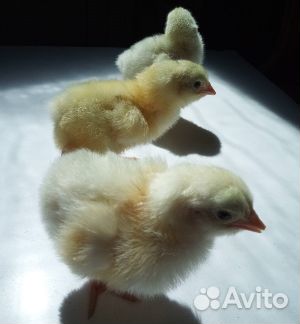 Цыплята кобб500 купить на Зозу.ру - фотография № 1