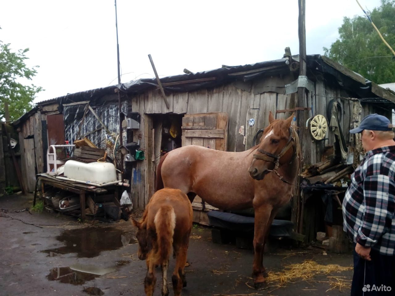 Лошадь сконяшкой купить на Зозу.ру - фотография № 5