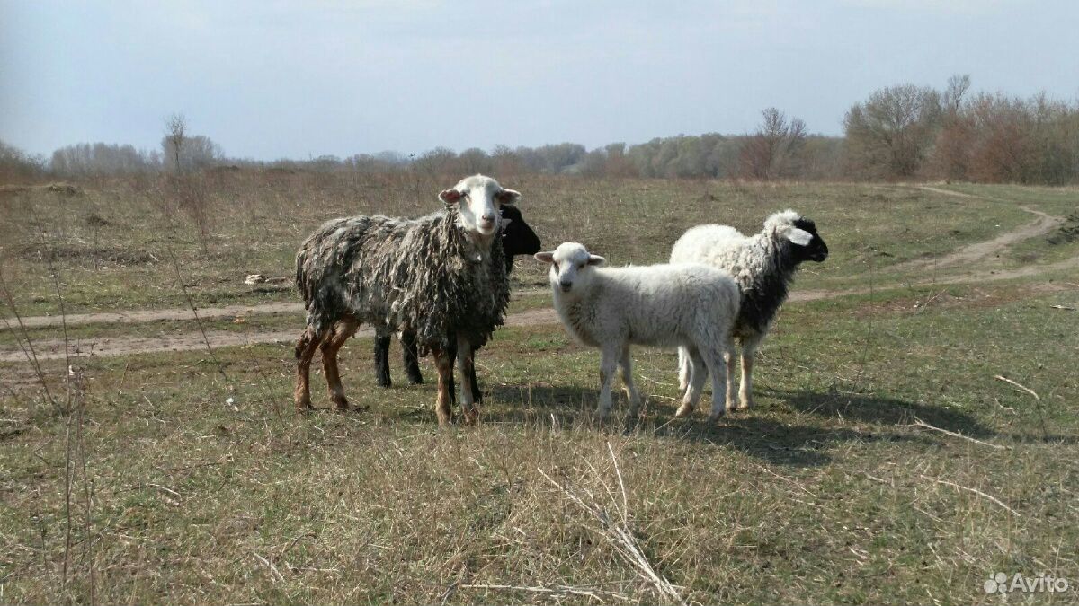 Овца купить на Зозу.ру - фотография № 1