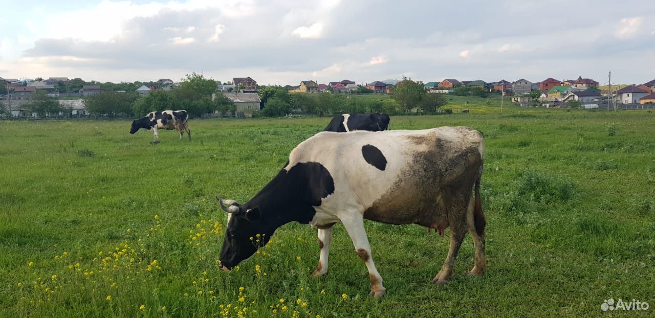 Продаются Коровы дойные и телята купить на Зозу.ру - фотография № 6