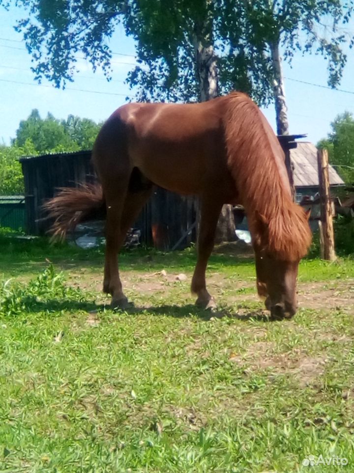 Лошадь(жеребец) купить на Зозу.ру - фотография № 2