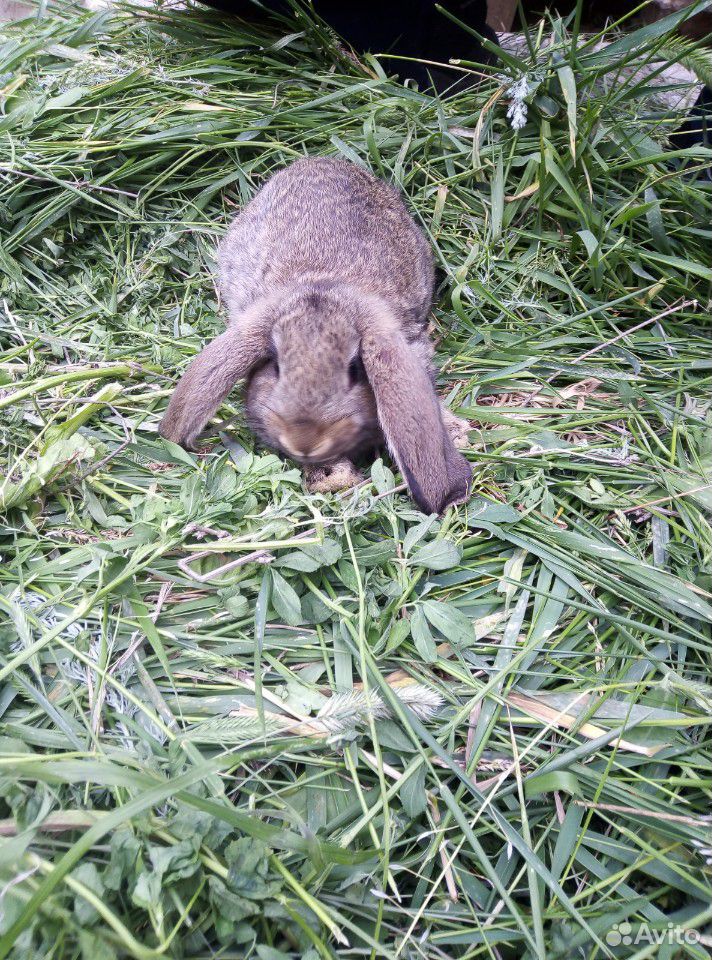 Кролики:баран, фландер-баран купить на Зозу.ру - фотография № 1