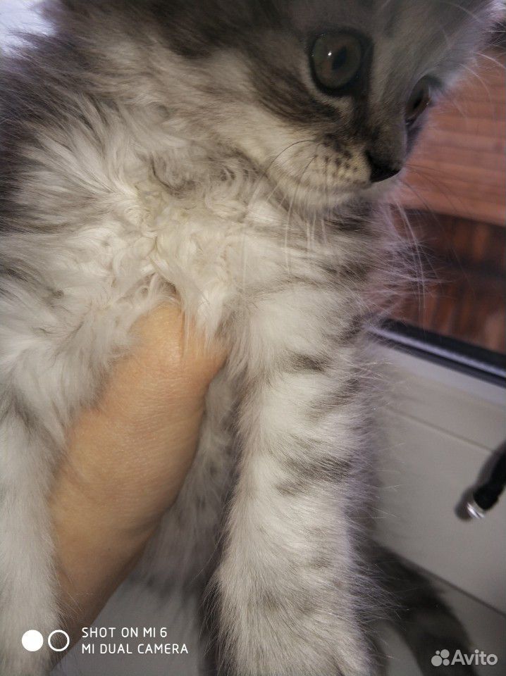 Продам котенока девочка шотландская прямоухая купить на Зозу.ру - фотография № 6