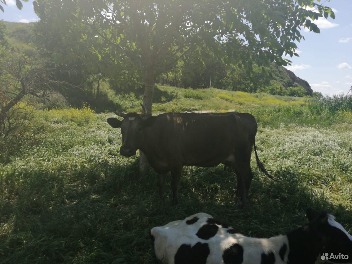 Коровы и Телята купить на Зозу.ру - фотография № 4