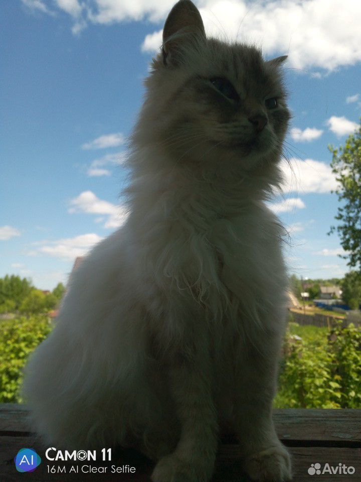 Беременная сиамская кошка купить на Зозу.ру - фотография № 1