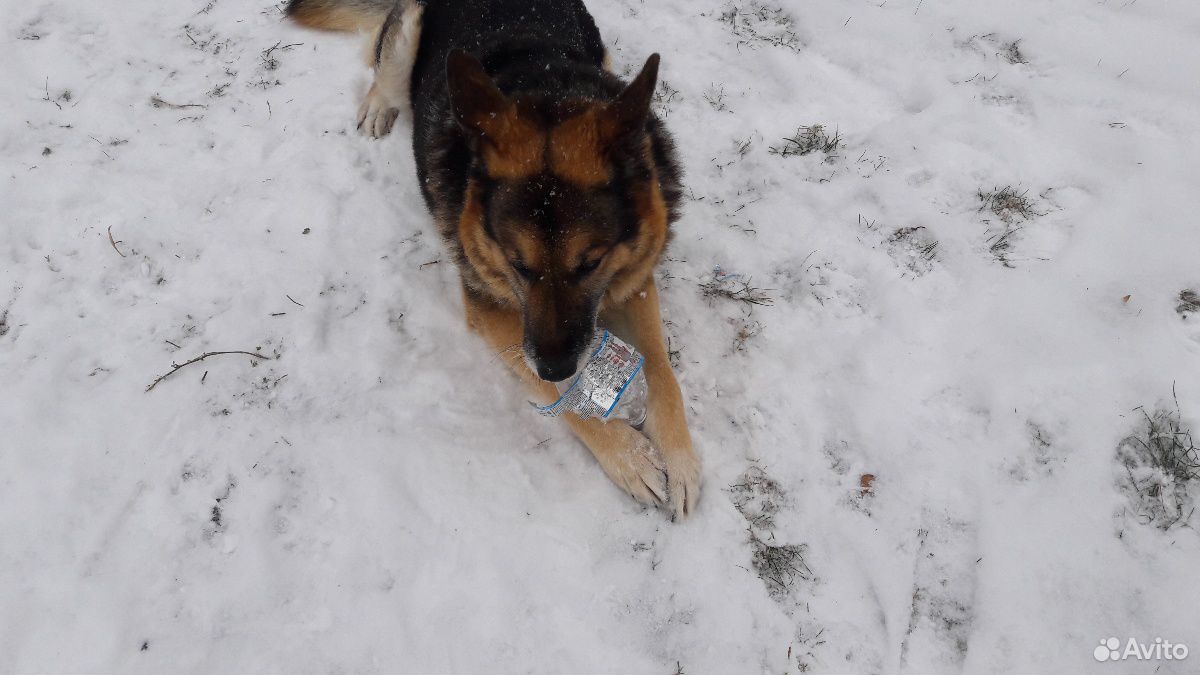 Собака Рекс Отдам в добрые руки купить на Зозу.ру - фотография № 2