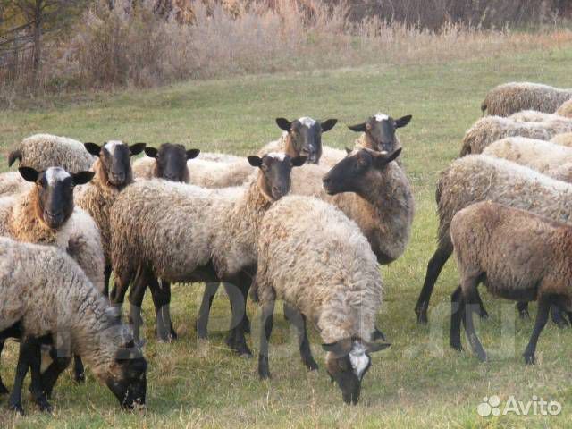 Продам овец/баранов, быков, кроликов купить на Зозу.ру - фотография № 1