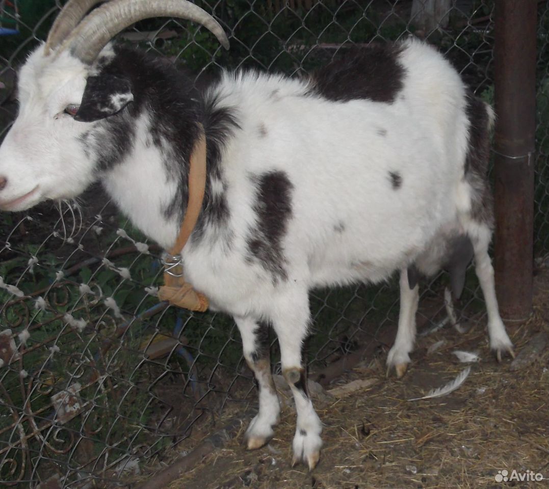 Продается коза купить на Зозу.ру - фотография № 4