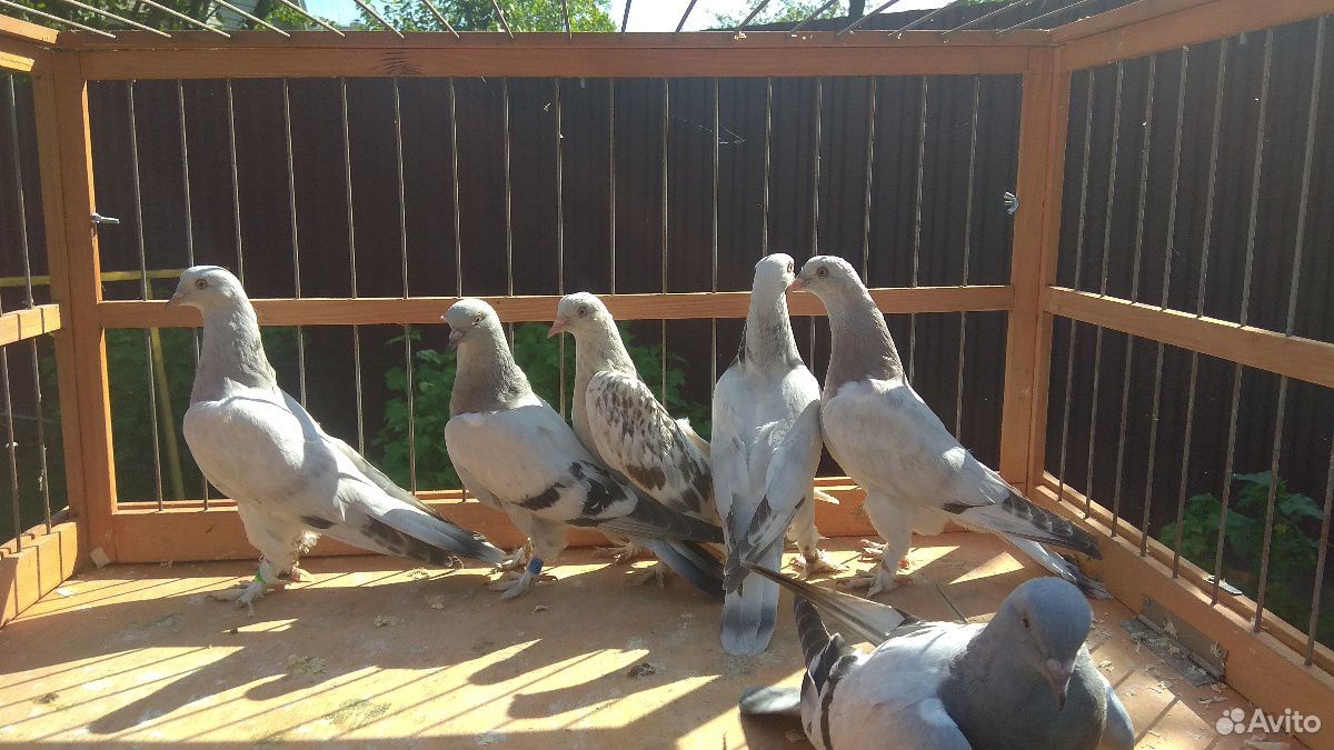 Бойные голуби (турки) купить на Зозу.ру - фотография № 1