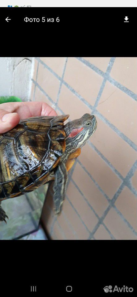 Красноухая черепаха девочка купить на Зозу.ру - фотография № 5