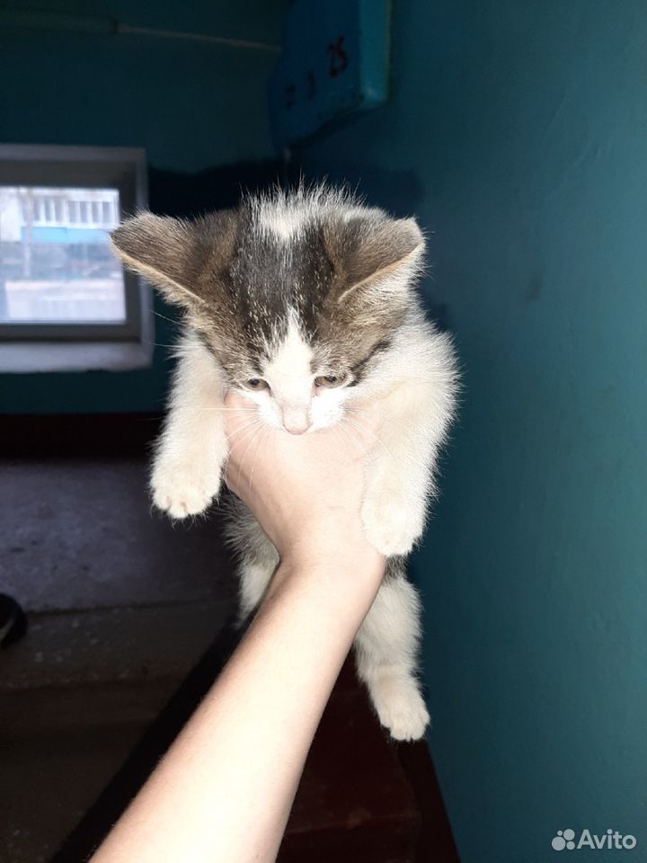 Раздача котят купить на Зозу.ру - фотография № 1