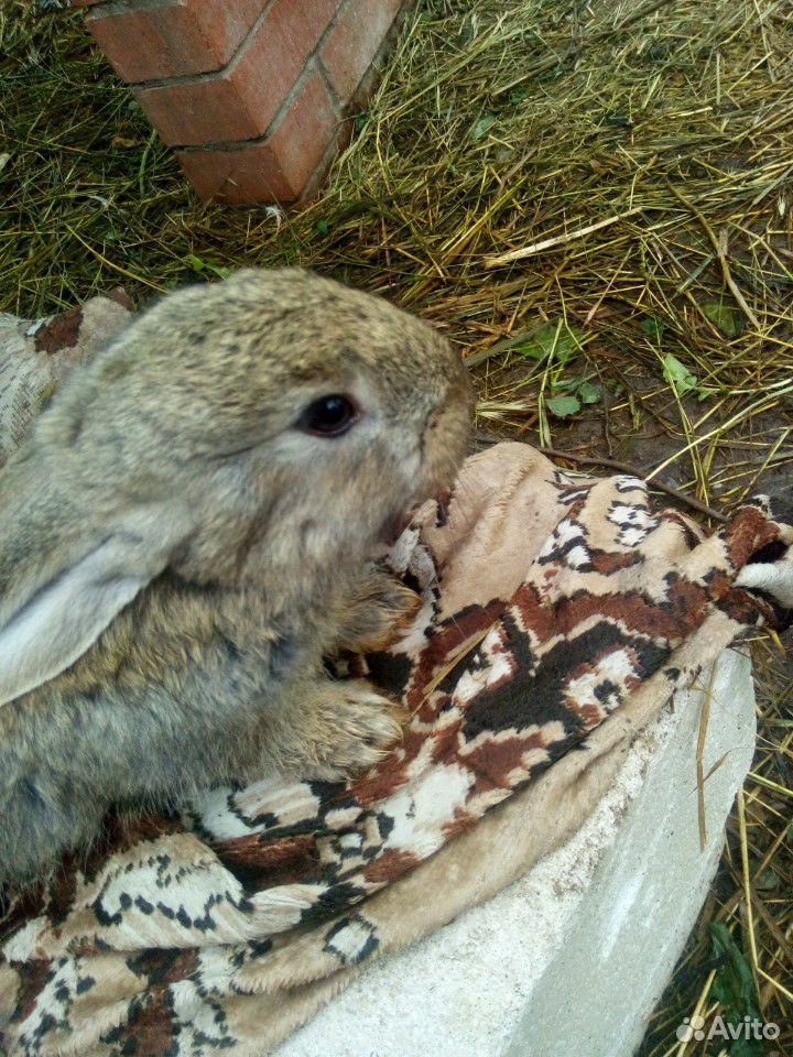 Крольчата(Крупных мясных пород купить на Зозу.ру - фотография № 7