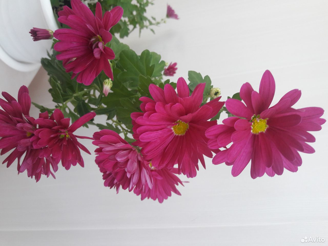 Красиво цветущие растения купить на Зозу.ру - фотография № 10