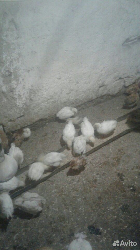 Цыплята месячные купить на Зозу.ру - фотография № 4