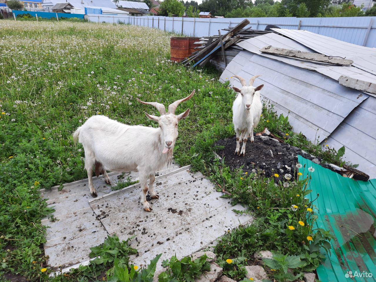 Две козы пуховой породы купить на Зозу.ру - фотография № 1