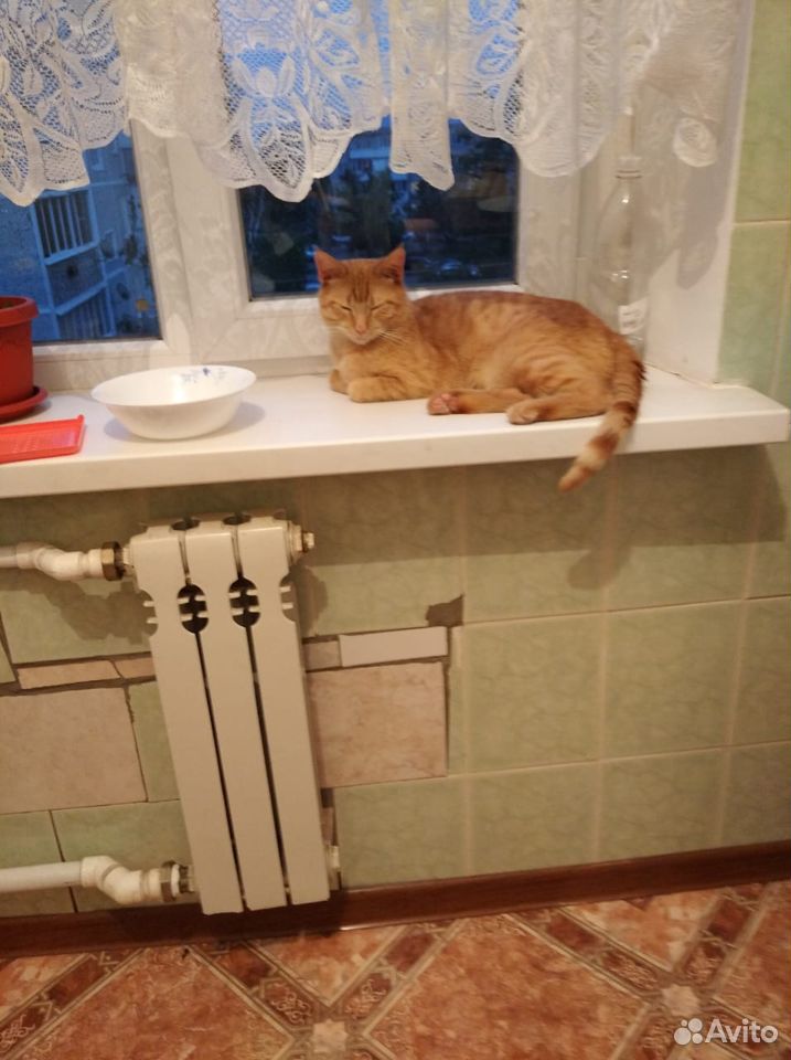 Пропал кот в пгт. Мостовском купить на Зозу.ру - фотография № 2