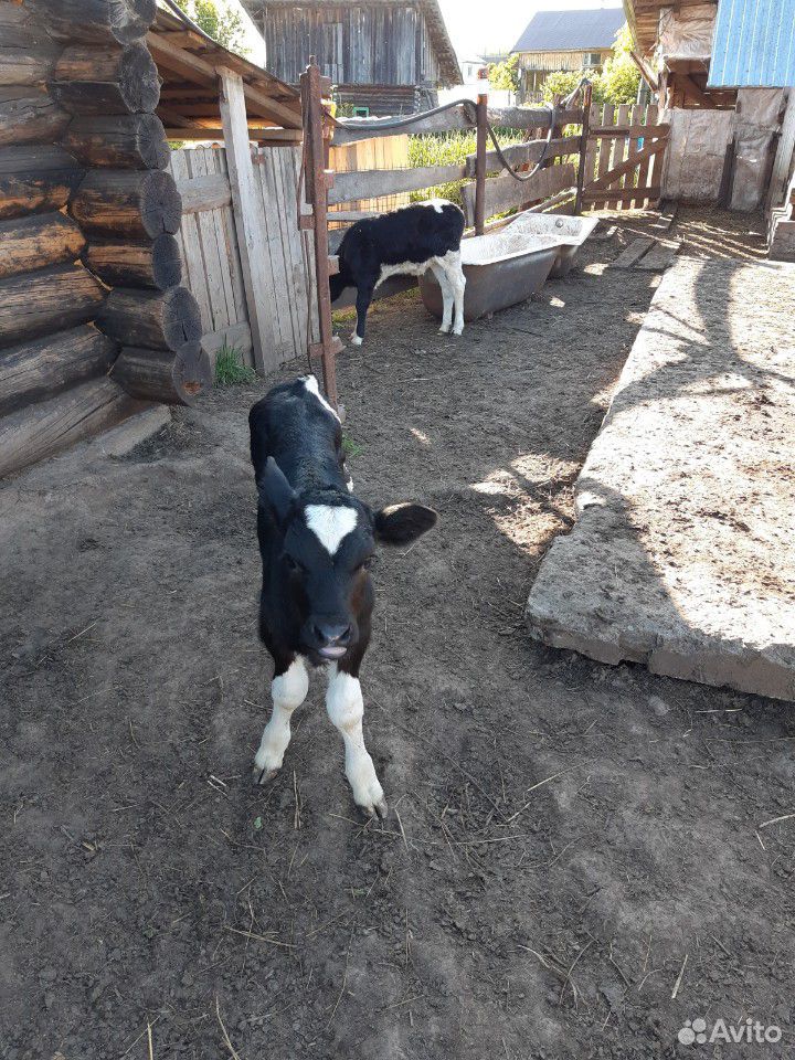 Корова и телята купить на Зозу.ру - фотография № 8