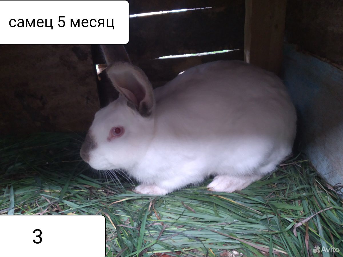7-8 месячные кролики купить на Зозу.ру - фотография № 3