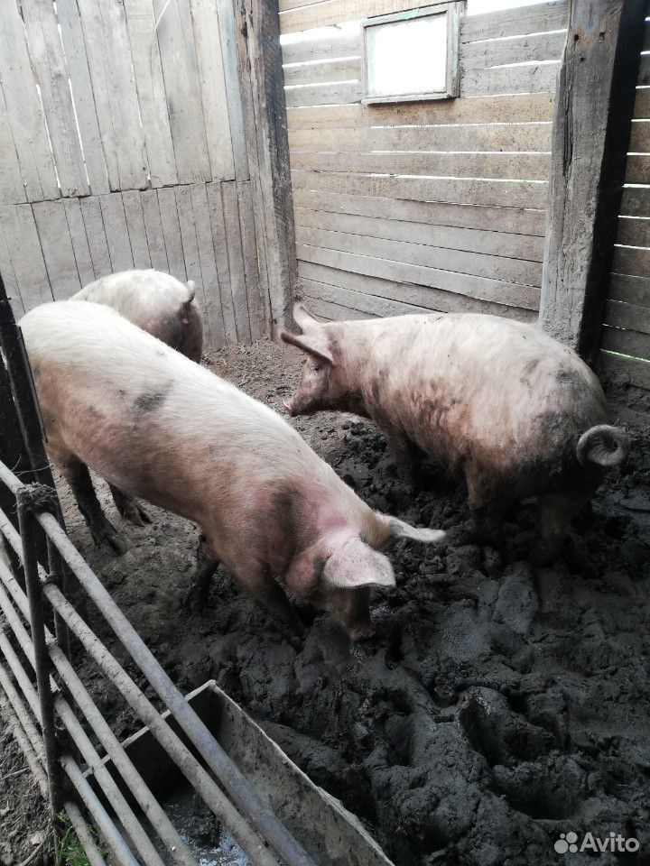 Продам свинину живым весом купить на Зозу.ру - фотография № 2