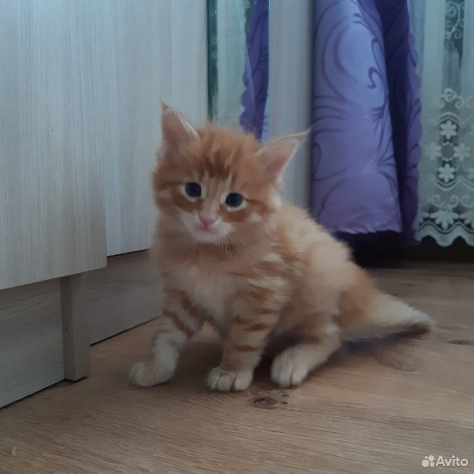 Котята породы Мейн-кун купить на Зозу.ру - фотография № 3